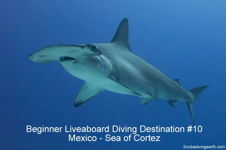 Beginner Liveaboard Diving Destination #10 - Mexico - Sea of Cortez