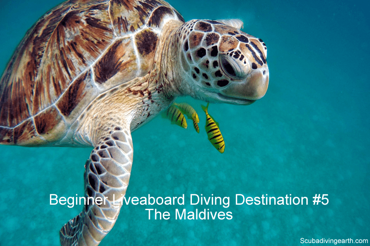 Beginner Liveaboard Diving Destination #5 - The Maldives