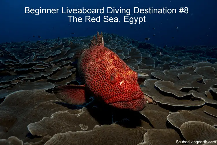 Beginner Liveaboard Diving Destination #8 - The Red Sea Egypt