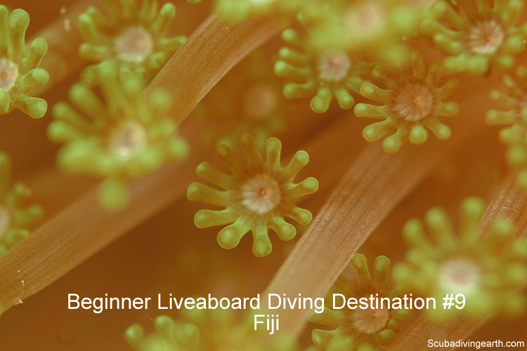 Beginner Liveaboard Diving Destination #9 - Fiji