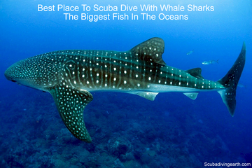 Best Place To Scuba Dive With Whale Sharks (18 Whale Shark Hot Spots)