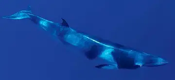 Dwarf Minke Whale Liveaboard Spoilsport and Spirit of Freedom: Great Barrier Reef Dwarf Minke Whales