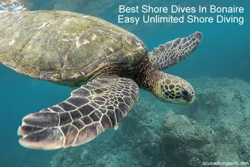 Best Shore Dives In Bonaire (Easy unlimited shore diving Bonaire)