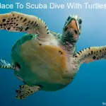 Best place to scuba dive with turtles small