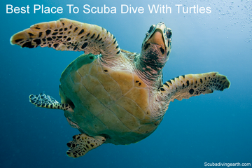 8 Best Places To Scuba Dive With Turtles ( Top Dive Sites To See Turtles)