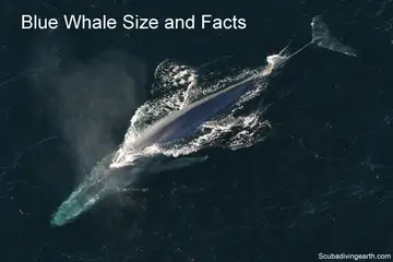 The Magnificent Blue Whale Size (Blue Whale Facts)
