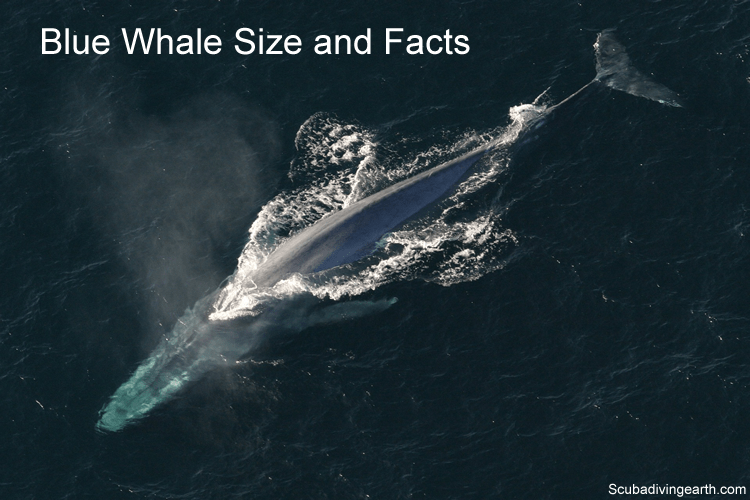 Blue Whale Size and Facts