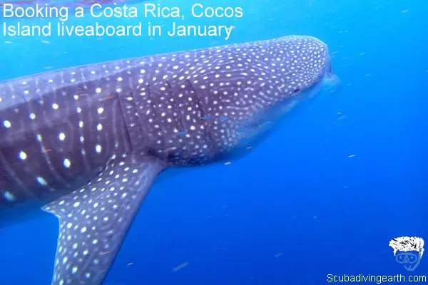 Booking a Costa Rica, Cocos Island liveaboard in January