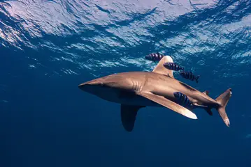 Brothers Shark Attack: Oceanic Whitetip Shark Attacks Diver