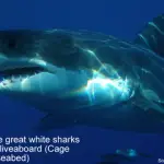 Cage dive great white sharks Australia liveaboard - Cage dive the seabed small