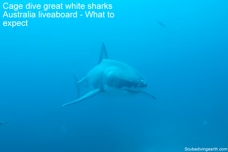 Great White - Cage dive great white sharks Australia liveaboard - What to expect larger