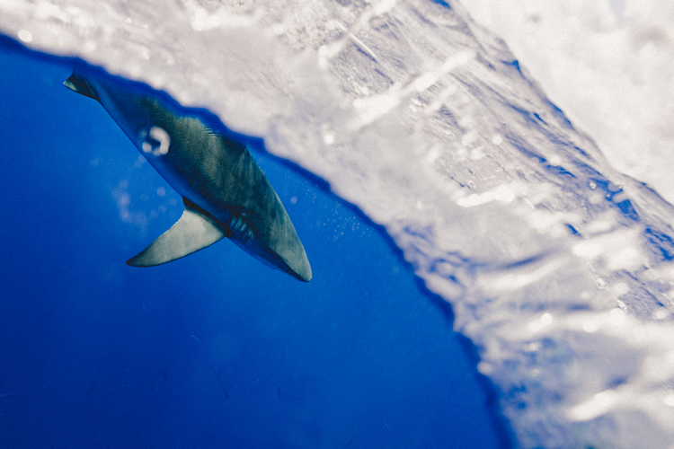 Can You Scuba Dive In The Galapagos Islands - Galapagos shark