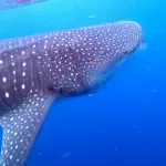 Can You Swim With Whale Sharks In The Galapagos small - Galapagos whale shark