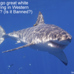 Can you go great white shark diving in Western Australia - Is it Banned small