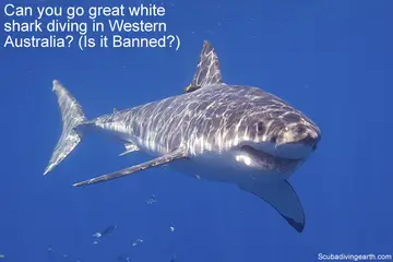 Can You Go Great White Shark Diving In Western Australia? (Is It Banned?)