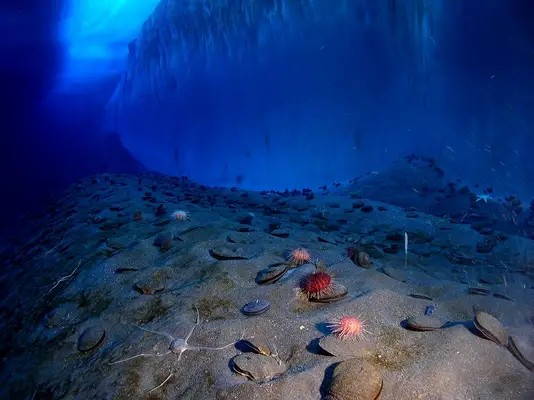 Can you scuba dive in Antarctica - wildlife under the ice
