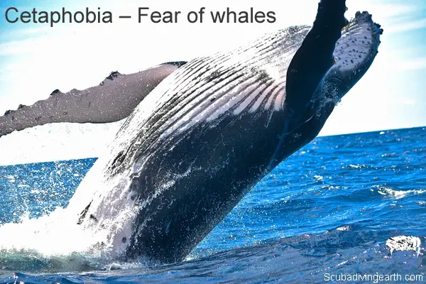 Cetaphobia – Fear of whales