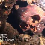 Chuuk Lagoon skeletons - The skeletons of a ghost fleet small