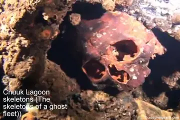Chuuk Lagoon Skeletons (The Skeletons Of A Ghost Fleet)