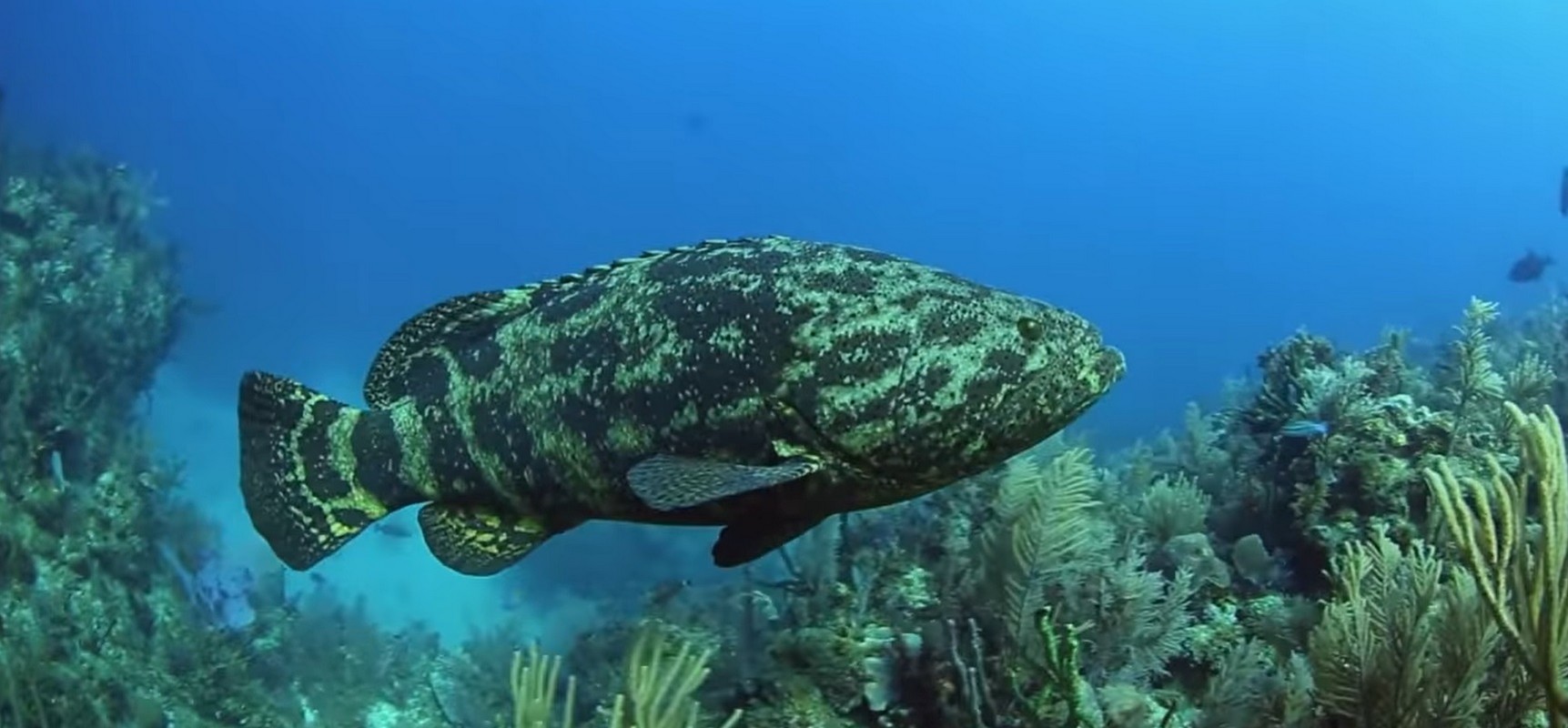 Cuba Liveaboard Diving Wide - Goliath Grouper
