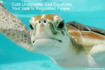 Cute Underwater Sea Creatures (Your Vote Is Needed)