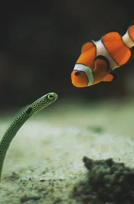 Cute clownfish meets garden eel on cute underwater animals