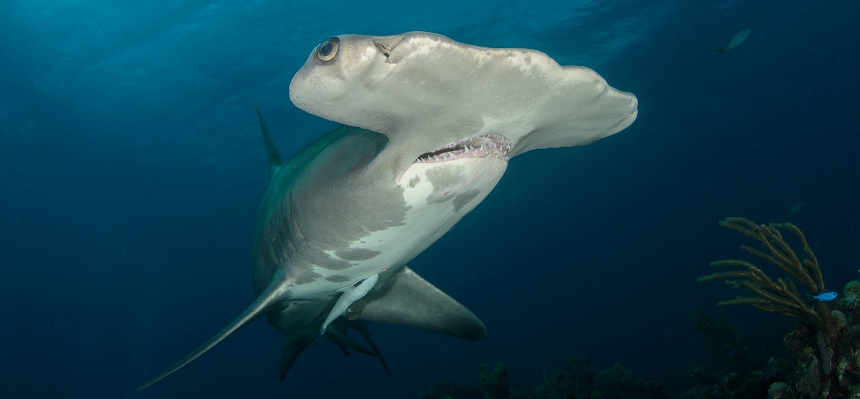 Galapagos Darwin Island Liveaboard Diving Hammerhead Shark