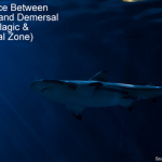 Difference Between Pelagic And Demersal Fish (Pelagic & Demersal Zone)