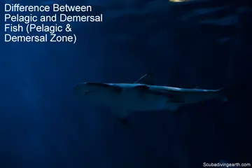 Difference Between Pelagic And Demersal Fish (Pelagic & Demersal Zone)
