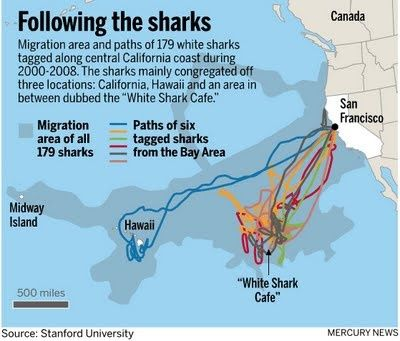 Discover Channel - Great White migratory highways in Pacific Ocean