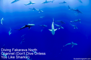 Scuba diving Fakarava North Channel (Don't Dive Unless You Like Sharks)