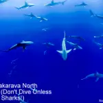 Scuba Diving Fakarava North Pass (Don't Dive Unless You Like Sharks!)