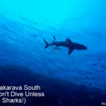 Diving Fakarava South Pass - Don't Dive Unless You Like Sharks small