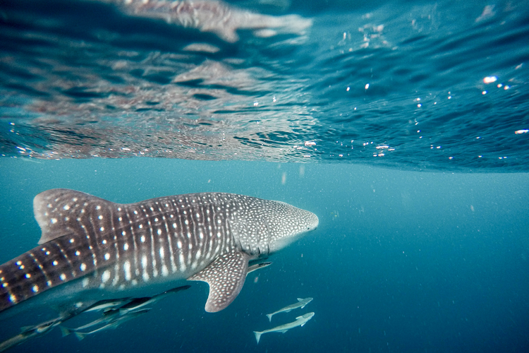 Diving with whale sharks off Mafia Island in Tanzania