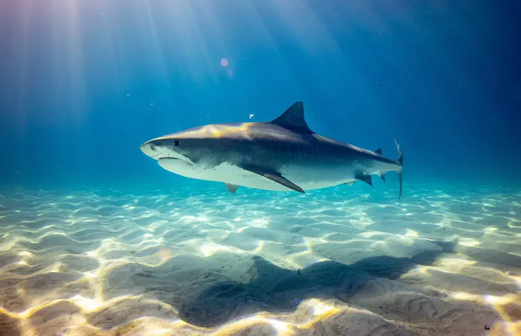 Does Folly Beach Have Sharks - Tiger Shark