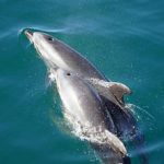 Dolphins - Whales and Marine Mammals Found in Indonesia small