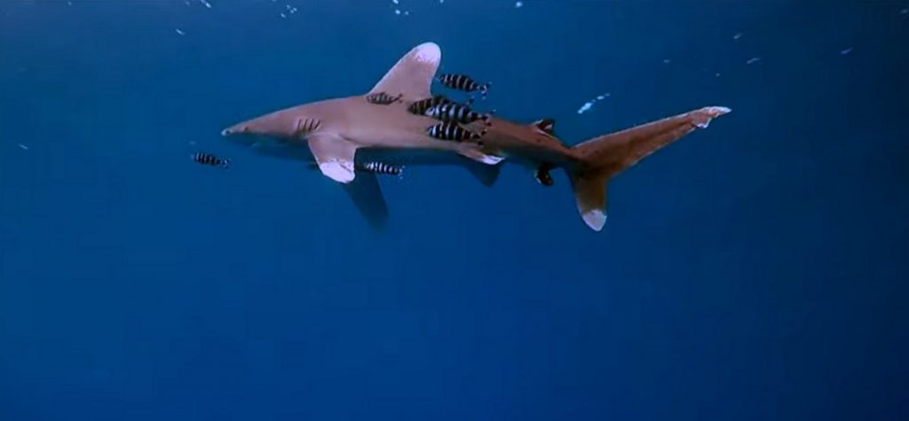 Red Sea Oceanic whitetip shark