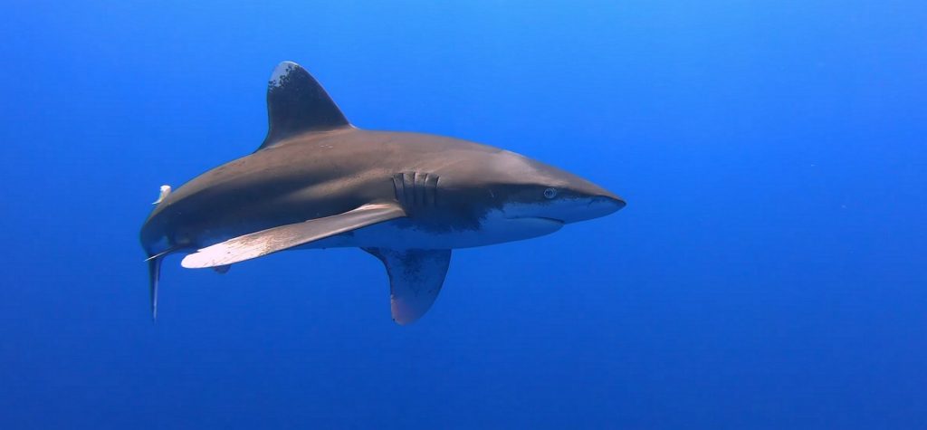 Dangerous Fish In The Red Sea - Oceanic Whitetip shark