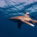 Elphinstone Reef Shark Attack - Close Up Oceanic Whitetip Shark small