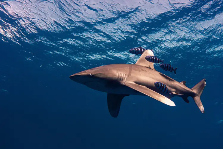 Elphinstone Reef Shark Attack - Close Up Oceanic Whitetip Shark
