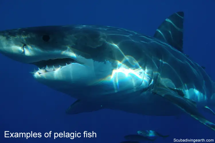 Examples of pelagic fish