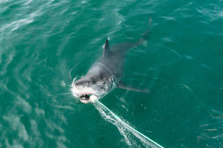 Farallon Islands USA great white shark cage diving