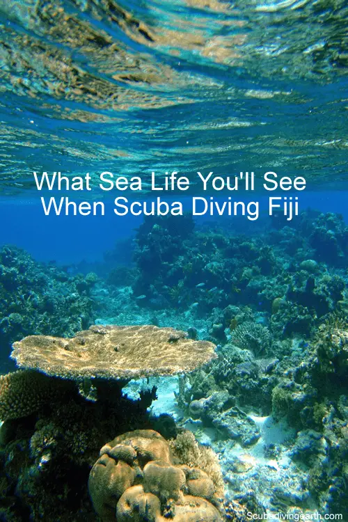 Fiji Scuba Diving Liveaboard - What sea life you see when scuba diving Fiji