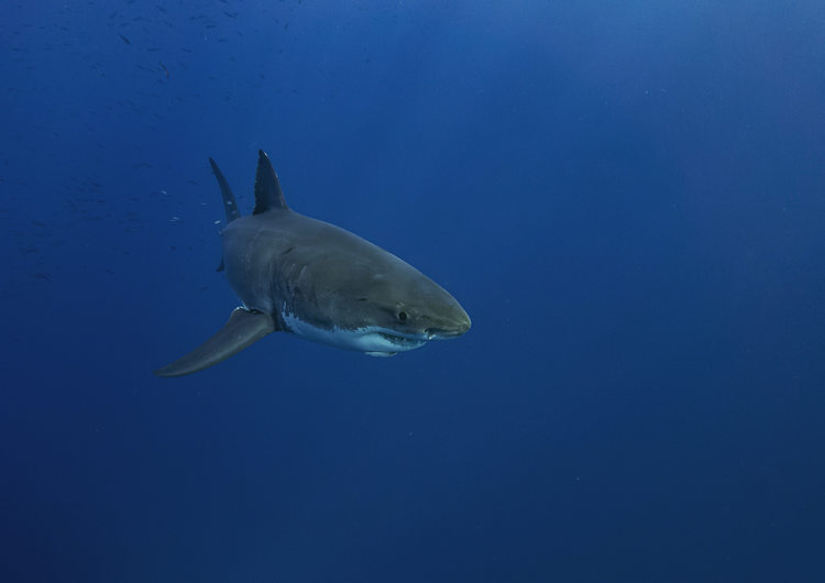 Final thoughts on are there great white sharks in the Galapagos Islands