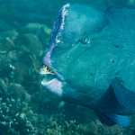 Is diving in Bonaire better than Curacao - Bumphead Parrotfish