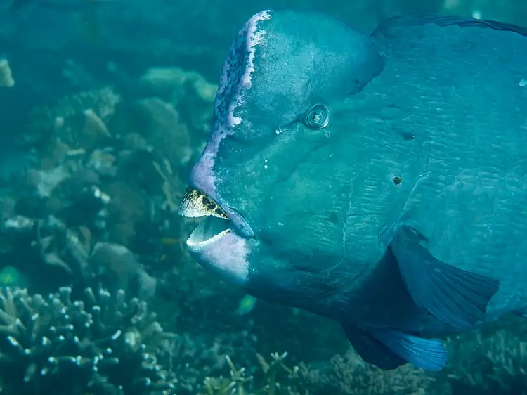 Fish of Bonaire - Bumphead Parrotfish