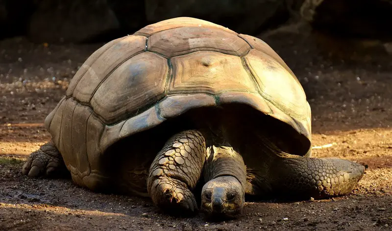 Galapagos Giant Tortoise - How To Get To Galapagos From Ecuador