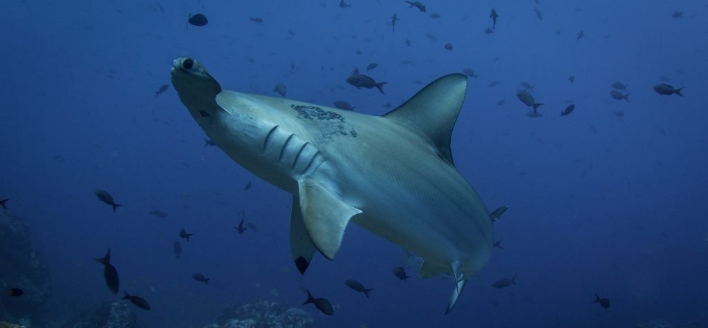 Can beginners dive in the Galapagos - Hammerhead Shark