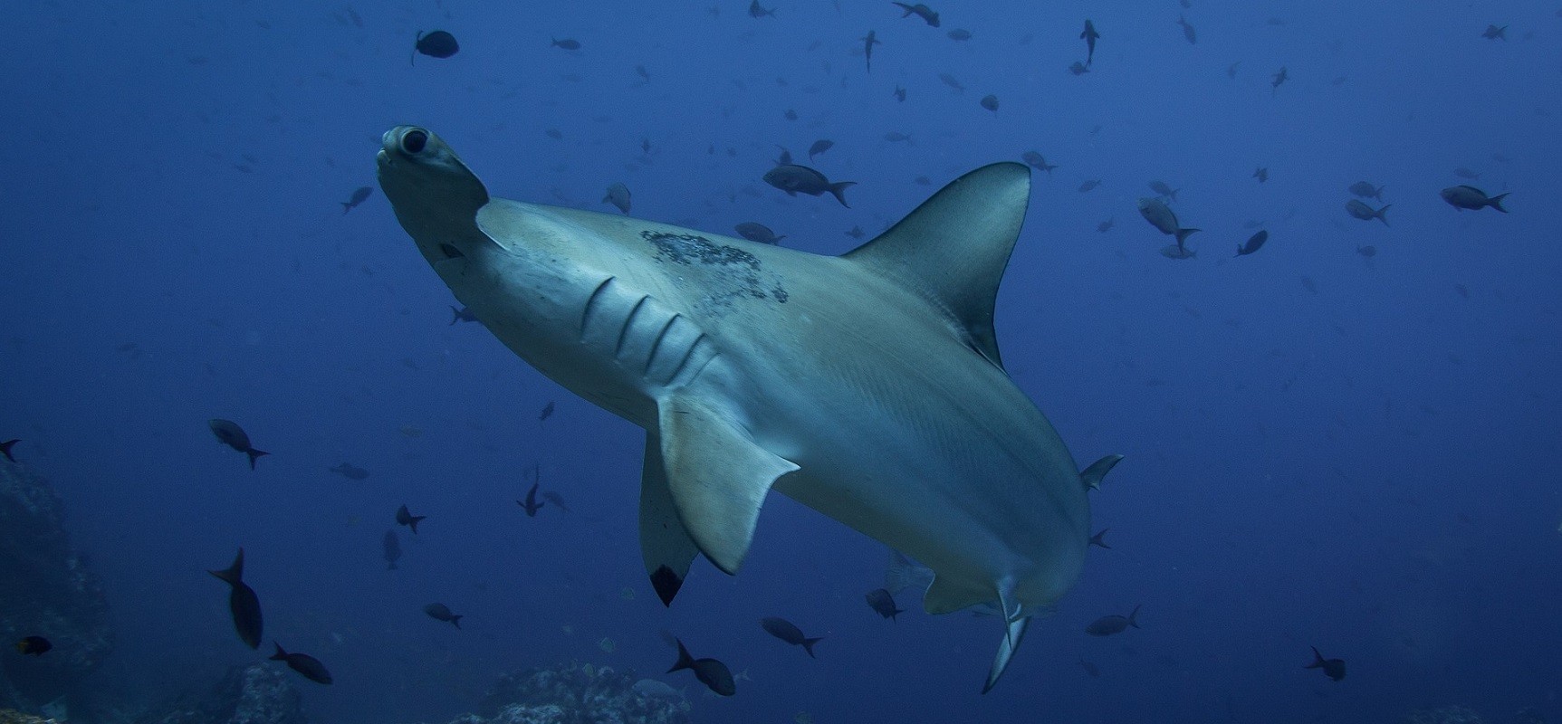 Galapagos Liveaboards - Scalloped Hammerhead shark