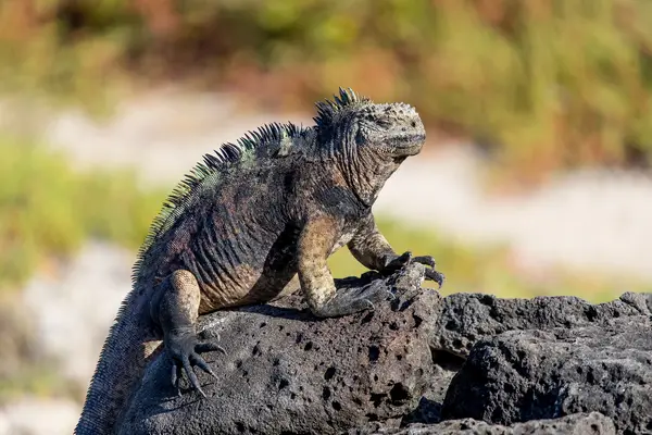 Galapagos marine iguana - salt water lizard
